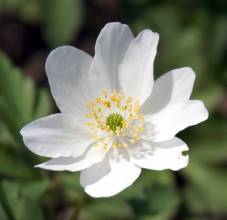 Anemone nemorosa 'Leeds Variety'. Photo: A. Hoog.